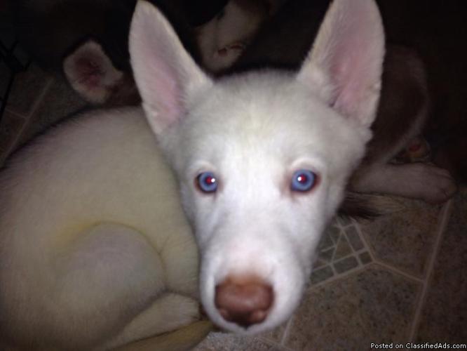 Siberian Huskies Puppies for sale