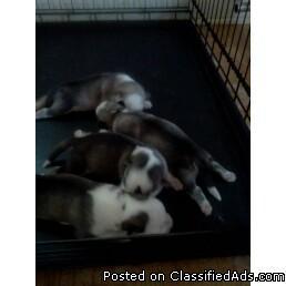 sibirian husky puppies - Price: 400