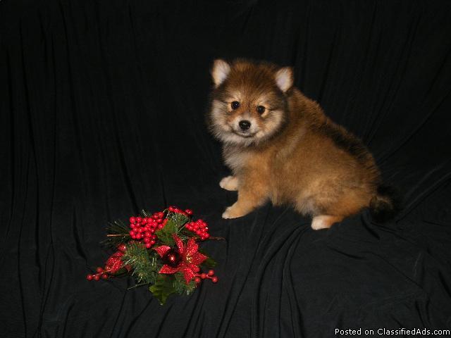 Small Pomeranian Puppy - Price: 450.00