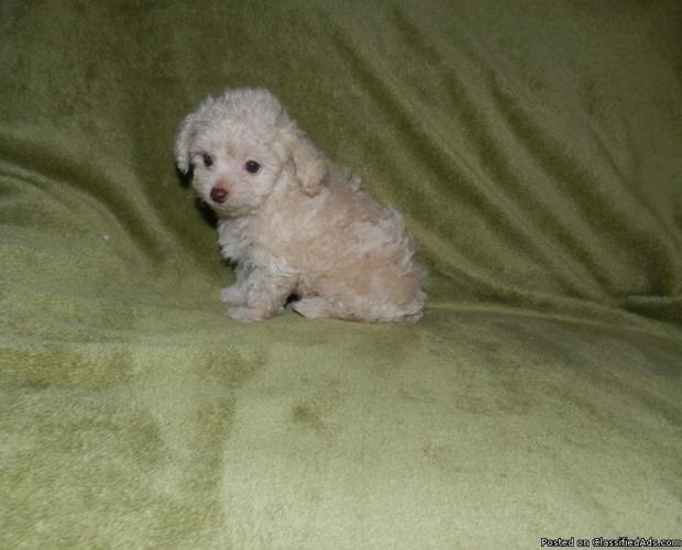 Small Toy Poodle Puppies - Price: 450.