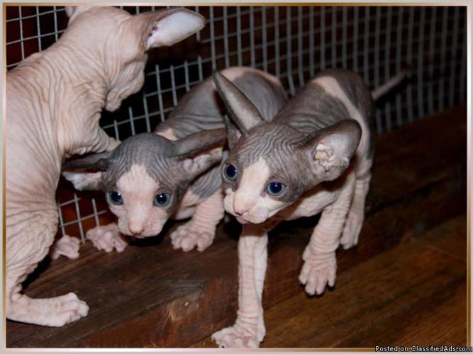 Sphynx kittens available @ Amoire Sphynx Cattery - Price: contact