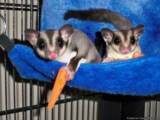 Sweet Sugar Glider Couple for Sale-Free Large and Small Cage, Toys, Food and More - Price: 300