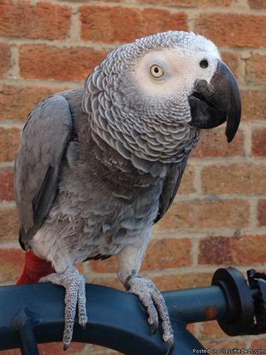 Talking African Grey parrot for Adoption