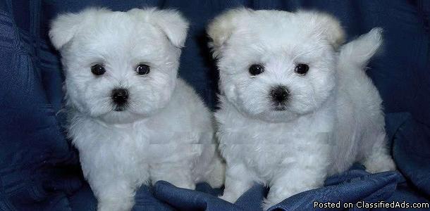 Teacup Maltese Puppies for adoption