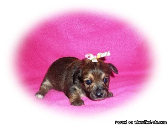 Tiny Female Chorkie Puppy - Price: 250