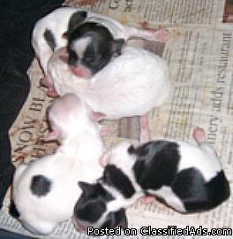 Tiny Pekapoo Puppies! - Price: 300.00