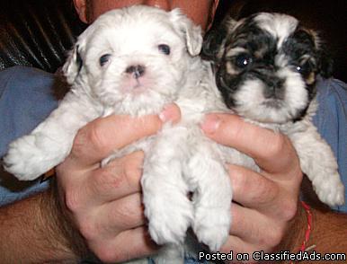 Tiny Pekapoo Puppies! - Price: 300.00