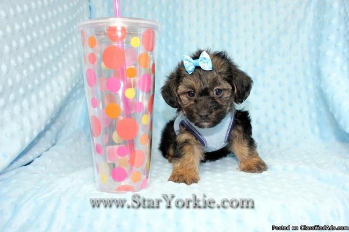 Tiny Teacup Yorkipoo Puppy In Los Angeles - Price: 1400