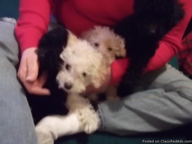 toy poodle puppies - Price: 400.00