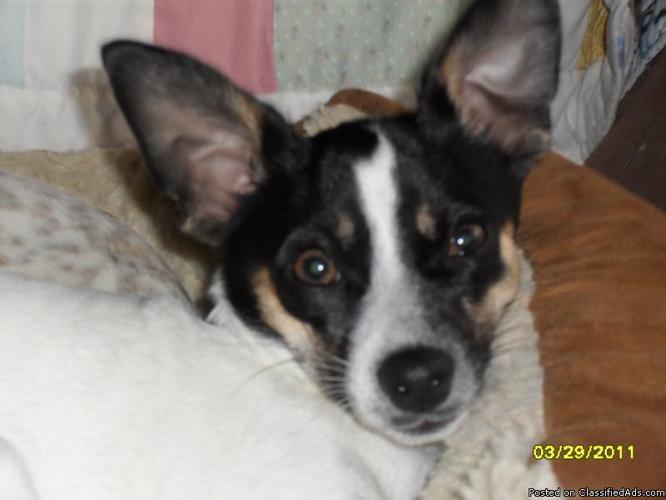Tri-Color CKC Male Chihuahua Puppy (7 Mo.) ~Sweet Lil Jack~ - Price: 200.00