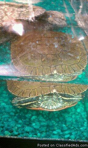 Turtles For Sale South Florida