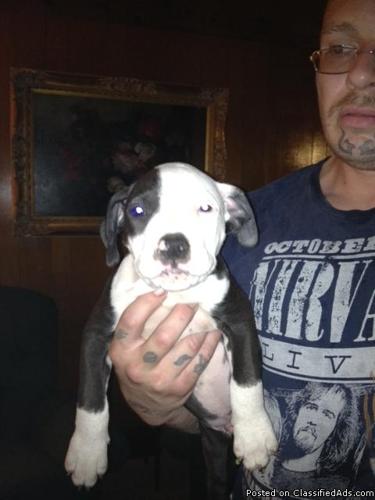 UKC registered pitbull puppies - Price: 300-350