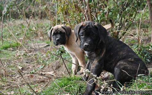 Well Trained Mastiff Dogs Sale - Price: 300