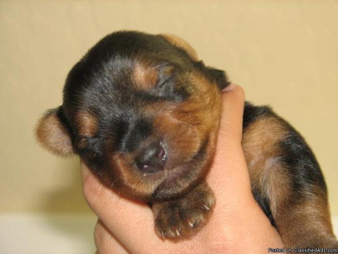 Yorkshire Terrier Puppies - Price: $400