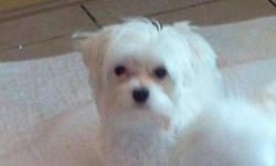 I have a 11 month old (DOB: 08/10/2013) male maltese I need to rehome.&nbsp; He weighs approximately 6 lbs, has bean pole legs&nbsp; and shouldn't get any bigger.&nbsp; He is CKC registered and is not due any shots until December 2014.&nbsp; He has also