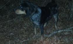 11 month reg. blue tick. Will track and tree his own coon. Will hunt alone or with other dogs. Good fast treeing dog.