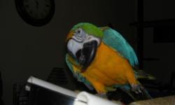 We have had Bubba for three yrs. He is microchipped and vet checked. Does best with female owner w/o other pets. He is for pet only! Does not get along with other parrots.
