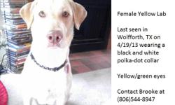 Female Yellow Lab
&nbsp;
Last seen in Wolfforth, TX on 4/19 wearing a black & white polka dot collar
&nbsp;
Answers to Daisy
&nbsp;
Green/yellow eyes
&nbsp;
Contact Brooke at (806)544-8947
&nbsp;
Please help bring my baby girl home!
&nbsp;