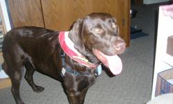 Beautiful chocolate lab. &nbsp;I am stopped all the time because he is so handsome and his color really is stunning.
NEUTERED, 2 1/2 YEAR OLD MALE
I have had people in their cars stop to tell me he is gorgeous! He is a large male - approx 100 lbs. He
