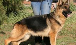 Beautiful blk/red German Shepherd females. Both are looking to retire into seperate excellent homes. First we have Rayna- she needs a single person home. She needs that one on one time. She wants to be with you at all times. She is good indoors/outdoors.