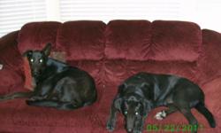 Hi. Unfortuately we are moving, and they will not allow us to bring our furry friends. :-( As such, we are looking for a safe, fun, and loving home for our two dogs, Cody and Boomer. Both are male, full grown black lab/German Shepard mixes (Cody is 4