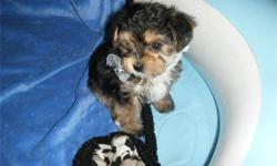 Smallest Maltese/Yorkshire (mixed) on Earth. $145 for each
Two extremely cute Yorkie/Maltese now 8 weeks and ready.
1 male and 1 female, 2 months old, wormed, vet examined, microchip, healthy, active, playful and ready. very playful and small, portable