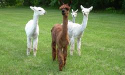 Join us on March 26 at Fountain Oaks Alpacas, 435 NE 63rd St, Ocala, FL 34479 at 10AM for a preview and 1PM for the live auction. Moms with crias, herd sires, maidens, all types of Alpacas and colors. Check out the catalog on our web site