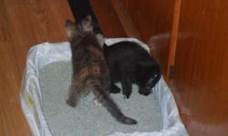 I have 3 kittens that eat solid food and use the litter box on their own. The black one is a male. The two female are calaco stripe looking cats. They were born febuary 26, 2011. The black one is a little lazy. The two female cats are very active. We