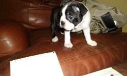 5 female Boston Terriers, born May 13, 2012. All are very playful. 2 have tails.