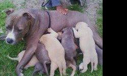 BEAUTIFUL ADBA REG. PIT BULL PUPPIES. 1 FEMALE AND 4 MALE. BLUE BRINDLES AND BLUE FAWNS.