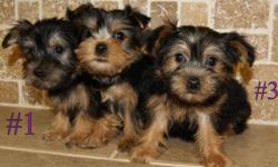 Adorable AKC Yorkshire Terrier puppies. 4 to choose from. Very sweet, pre-spoiled male puppies that loves to play. They are 8 weeks and ready to go. They are already getting a very nice non-shedding coats. They will go to their new home with full AKC Reg