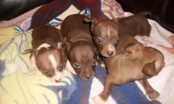 beautiful multi-colored puppies. 2 males to sell. up to date on shots & wormings. will be ready on May 13. call 864-507-0222 or 864-508-2573.