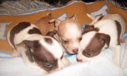 beautiful multi-colored ckc chihuahuas. ready May 13 will be up to date on shots & wormings. will have 2 males to sell. call 864-507-0222 or 864-508-2573.