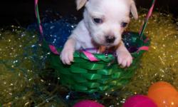 Pure breed Chihuahua puppies born 2/6/11. The puppies are CKC registered, their dew claws have been removed and they will be up to date with their worming, health certificates and vaccinations. We are asking for $375 per puppy, we will not be profiting