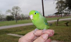 I am a small breeder and I have babies that I am looking for a great home. These are companion pets and require hands on attention. The babies have just weaned and they are ready for a new adventure. I have one green male and one green girl. They have