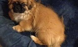 &nbsp;Pekingese/Shih Tzu mixed puppies. Male and females available. 10 weeks old. They are light Brown w/ some white markings. Face is black.Very playful,loving and affectionate. A MUST SEE!!&nbsp; Had there first shots. SERIOUS INQUIRIES ONLY!!Reasonable
