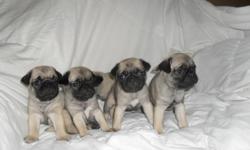 Pug puppies- 8 weeks old- C.K.C. registerd- Fawn with black masks. 1 male 2 females-almost paper trained. Both parents small pugs-15 pounds. Very socialized, live in house with us, love to play and to be held and cuddled. Would be great Christmas present.