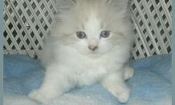 SWEET GORGEOUS TRADITIONAL BLUE EYED MALE AND FEMALE&nbsp;RAGDOLL AND BENGAL KITTENS READY SOON GREAT FOR&nbsp;EASTER PRESENT!!! HAND RAISED, IN OUR HOME WITH LOTS OF LOVE, WITH DOGS, MY FAMILY INCLUDING MY 7 YEAR OLD GRANDSON TO PLAY WITH! KITTENS ARE