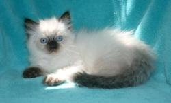 Available now, for leaving March 30th, blue mink bicolor male and female beauties, and seal mink bicolor female beauty. Big, docile and fluffy. All kittens leave at 10 weeks old. Health guarantee, litter trained, socialized and vaccinated. Home raised