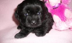 beautiful black female baby. ready August 2. up to date on shots & wormings. only 1 left so hurry & get ur baby. call 864-507-0222, 864-637-8680. will be training on puppy pads.