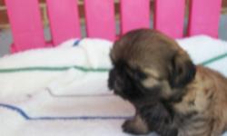 beautiful chocolate baby with a black mask. ready to go Aug.11. utd on shots & wormings. call today to get this sweet baby. 202-326-3100. 202-326-3100. dad is only 5 lbs. so she should be a smaller shihtzu.