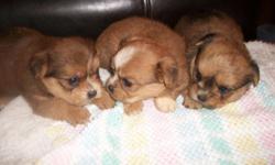 beautiful little fluffs. very smart & small. call today to get ur pick. 864-507-0222 or 864-508-2573. will be up to date on shots & wormings. ready June 7. will be small babies cause the dad is only 4 lbs. 2 males & 1 female.