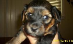REDUCED Price Must Go!Adorable Yorkie-chon puppies 2 part Yorkie 1 part Bischon;favors the Yorkie. Will be ready 8/5/2011 come pick your puppy today will hold with deposit. Loving dogs great with kids. Raised from a loving family home;parents on premises.