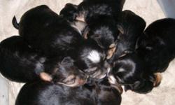 Adorable Yorkipoo's. Born April 26th. Should be ready by
June 14th at 7 wks. old. They are all mostly black & tan. Only
1 male has white markings on his face.
There are only 3 males left. These puppies will not shed!
My puppies are raised in my home,
and
