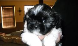 8 weeks old, first round of shots, dewarmed, ukc registered and checked by the vet. They are ready to be spoiled both parents are under 10 pounds, raised at home with love and attention, we have been raising shih tzu puppies for 10 years