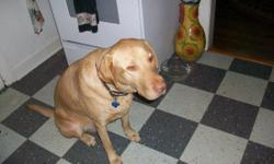 Toby is a 100lb. (fit) 5-1/2 year old AKC Yellow Lab.. Immunizations up to date. Microchipped. Is yellow in color but has the features of a Chocolate.
I have owned Toby from the time we was several weeks old. My current living situation is prohibitive in