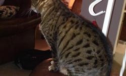 Chico is approximately a 6 year old Male Bengal Cat with leopard prints and a beautiful orange belly. He is extremely affectionate, gets along well with dogs but does not seem to care for other cats. He is nuetured and front claws are declawed.