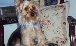 Akc registered 7 month yorkie boy, he is gold and silver. Born May 19,2010. His ears are up, tail docked and dewclaws removed has all the shots already. He is a lovable puppy and loves to go for walks. He is the last of the litter. I don't start selling