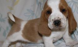 Beautiful puppies. Male Lemons and Whites available. 8 weeks old and ready for a loving home. They are well socialized. Extra long ears, sad face, and big feet! Yep its a Basset Hound! Check us out on facebook pjstexasbassethounds or call 325-365-1274.