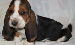 Beautiful Basset Hound puppies with extra long ears, sad eyes, and big feet! Well socialized and family atmosphere. Lemons available. Visit us on pjstexasbassethounds on facebook. Call for more inf 325-365-1274.